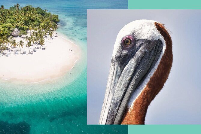 Samana Whale Watching + Cayo Levantado ( Bacardi Island) with Lunch by Locals - Who Should Book This Tour?