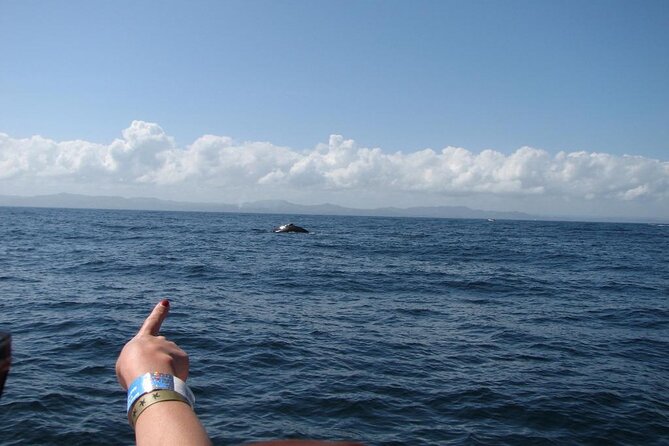 Samaná Whale Watching Excursion and Cayo Levantado Adventure From Punta Cana - Logistics and Requirements