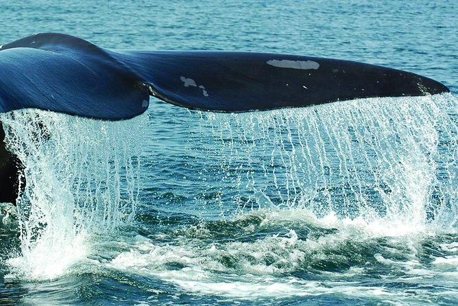 Samaná Whale Watching plus Cayo Levantado Bacardi Island - The Experience in Detail: What You Can Expect