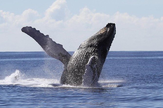Samana Whale Watching Tour From Las Terrenas. Cayo Levantado With Lunch - Tour Highlights