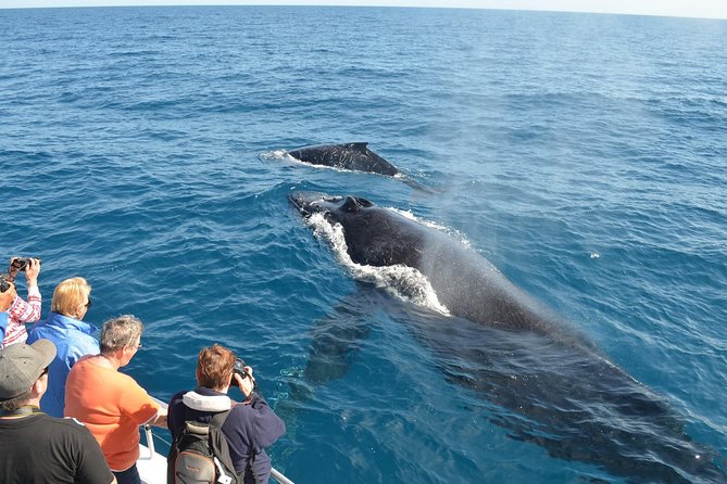 Samana Whale Watching Tour From Las Terrenas. Cayo Levantado With Lunch - Itinerary Overview