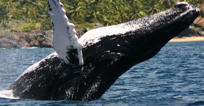 Samana: Whale Watching Tour - A Deep Dive into the Tour