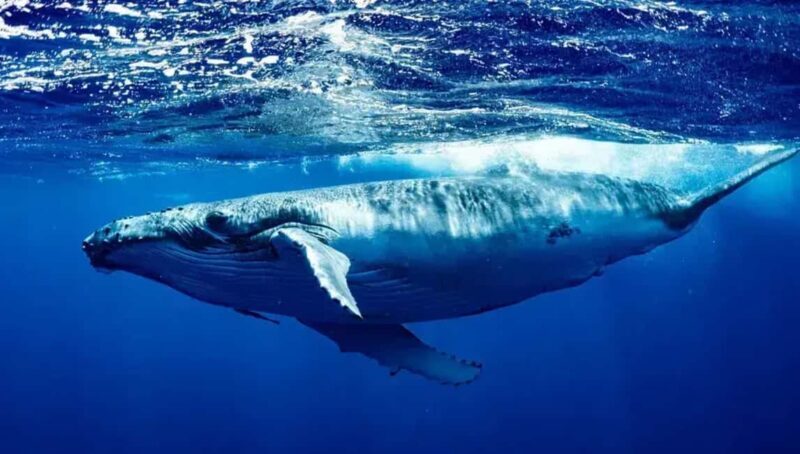 Samaná: Whale Watching Tour with Guide - A Close Look at the Samaná Whale Watching Tour