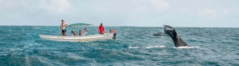 Samaná: Whale Watching Tour with Snacks - Good To Know