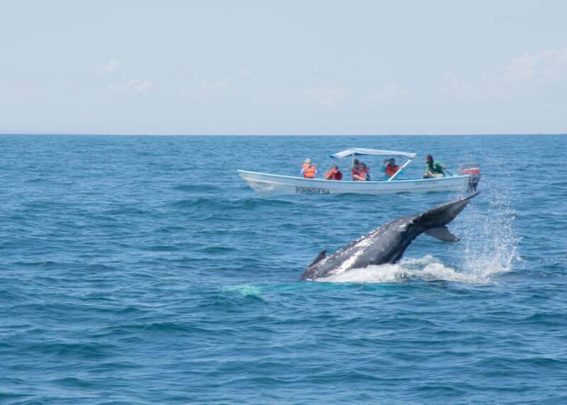 Samaná: Whale Watching Tour with Snacks - An In-Depth Look at the Samaná Whale Watching Tour