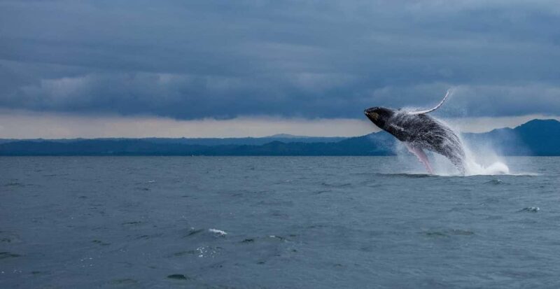 Samaná: Whale Watching Tour with Snacks - Who Is This Tour Best For?