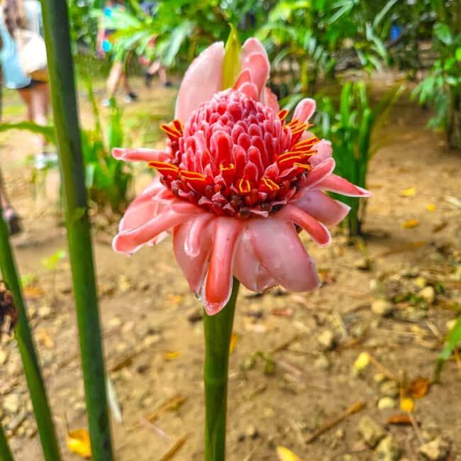 Samaná: Yanigua Waterfalls Day Trip by Ferry with Lunch - FAQs