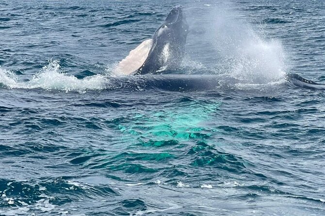 Samaná,Whales, Bacardi Island Horseback Riding, Limon Waterfall - Samaná Whale Watching Excursion