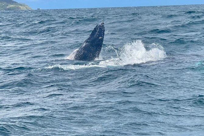 Samaná,Whales, Bacardi Island Horseback Riding, Limon Waterfall - Meeting and Pickup Information