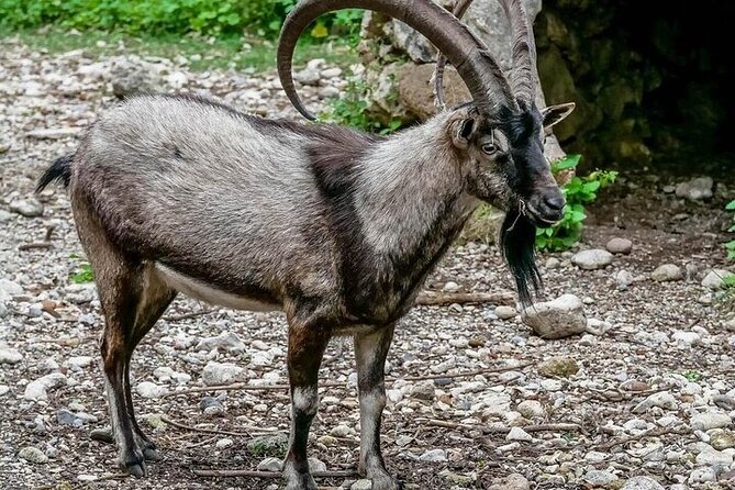 Samaria Gorge Discover: Natures Beauty Revealed - Special Offer and Booking Details