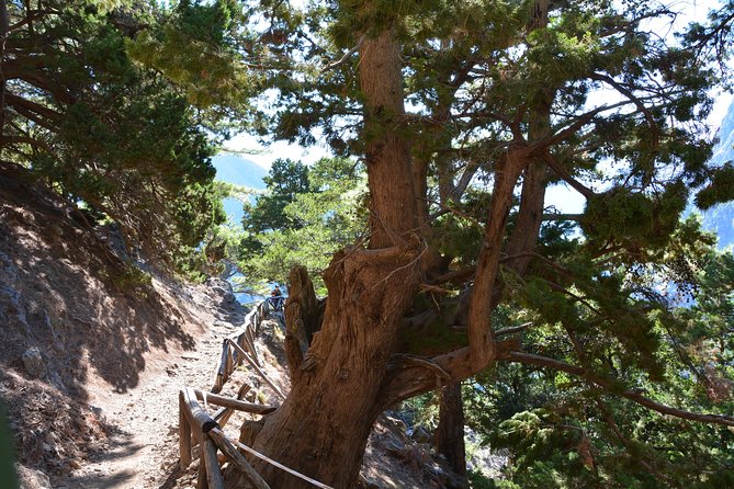 Samaria Gorge National Park Full-Day Hike With Transportation  - Crete - Traveler Reviews