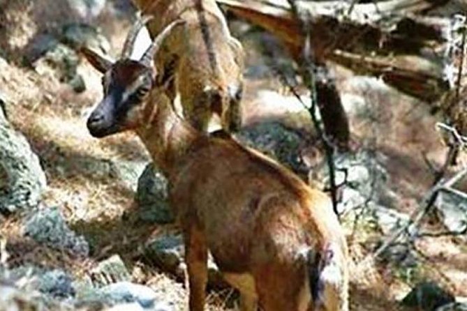 SAMARIA Gorge Walk: Full Day From Area Heraklion - Customer Reviews and Ratings