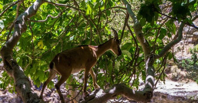 Samaria National Park Private Hiking Tour - Tips for a Successful Hike