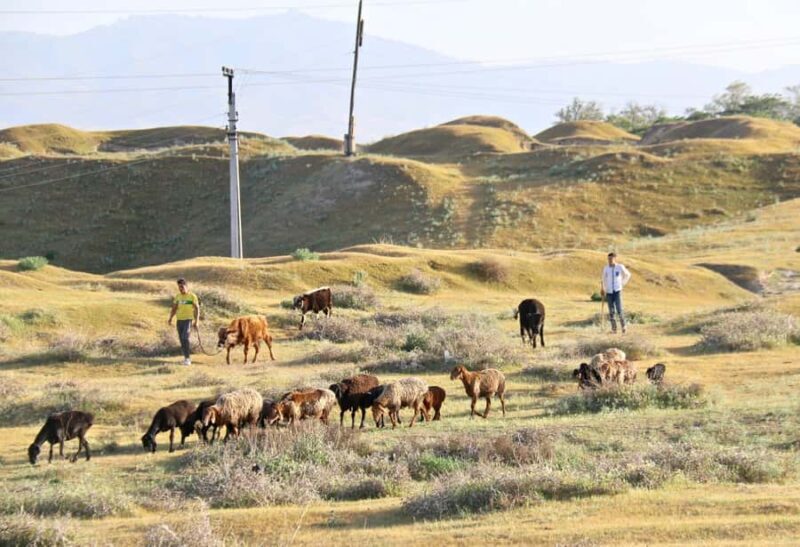 Samarkand Local Lifestyle & Food Experience - FAQs about the Samarkand Local Lifestyle & Food Tour