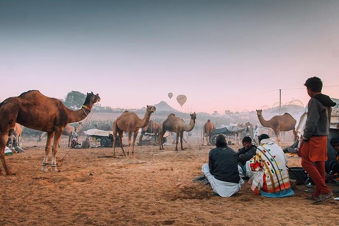 Same Day Ajmer-Pushkar Tour Through AC Car" - Tour Highlights