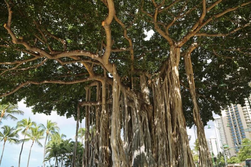 Same Day Private Bodhgaya Tour from Varanasi - The Journey Begins: From Varanasi to Bodhgaya