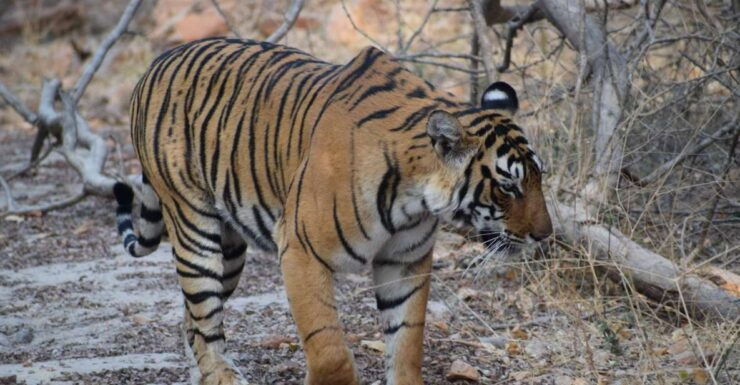 Same Day Ranthambhore WildLife Tour From Jaipur - Tour Details