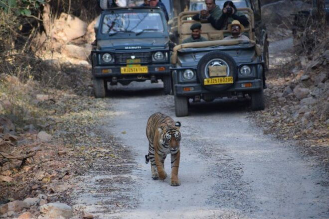 Same Day Ranthambhore WildLife Tour From Jaipur - Ranthambore National Park
