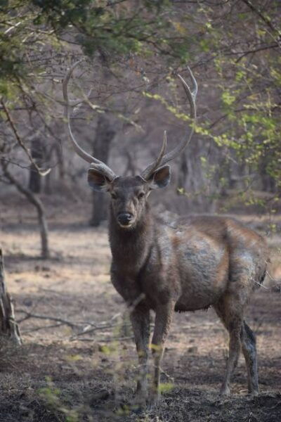 Same Day Ranthambhore WildLife Tour From Jaipur - Directions
