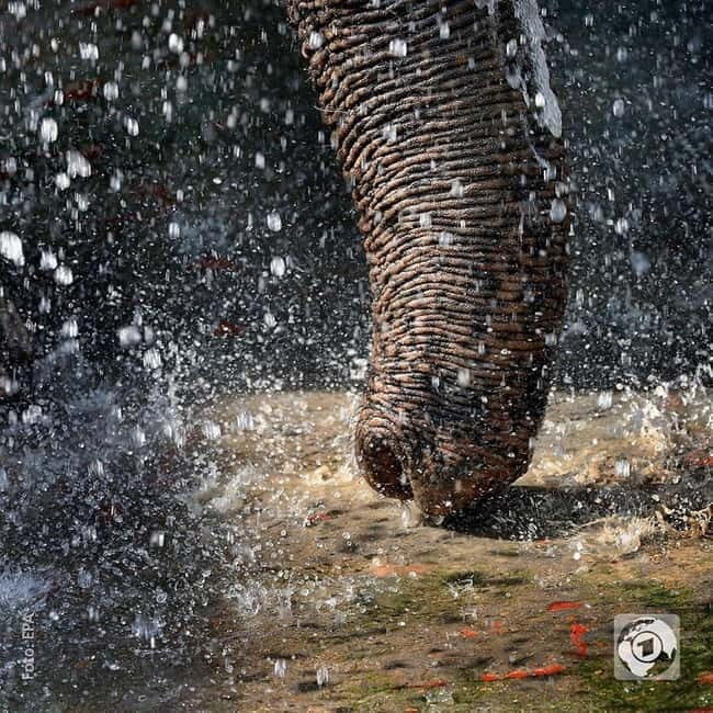 Same-day Taj Mahal Tour with SOS Elephant/Bear Sanctuary - FAQ