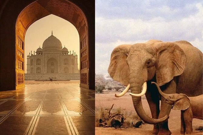 Same Day Tajmahal Tour With SOS Elephant/Bear Wildlife Sanctuary - Tour Details