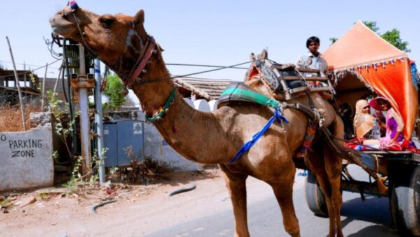 Same Day Temples Tour of Sacred City Pushkar From Jaipur - The Sum Up