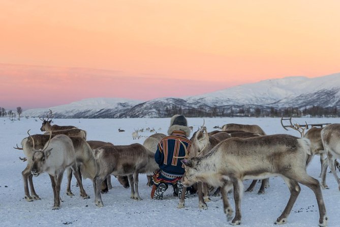 Sami Culture and Short Reindeer Sledding From Tromso - Positive Reviews and Recommendations