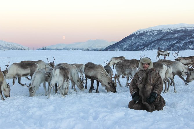 Sami Culture and Short Reindeer Sledding From Tromso - Logistics and Practical Information