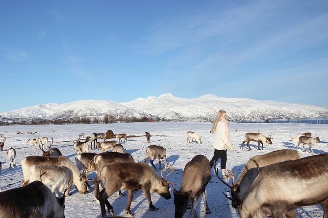 Sami Culture and Short Reindeer Sledding From Tromso - Common Questions