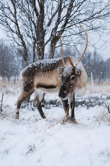 Sami Reindeer Experience - Meeting Point and Pickup