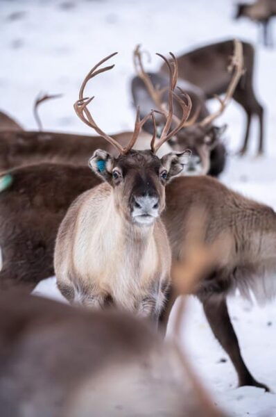 Sami Reindeer Experience - Recommended Attire