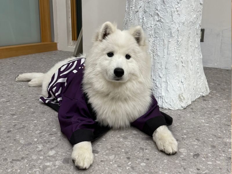 Samoyed in Harajuku: The Fluffiest Spot on Takeshita Street Play Now - Meeting the Samoyeds on Takeshita Street