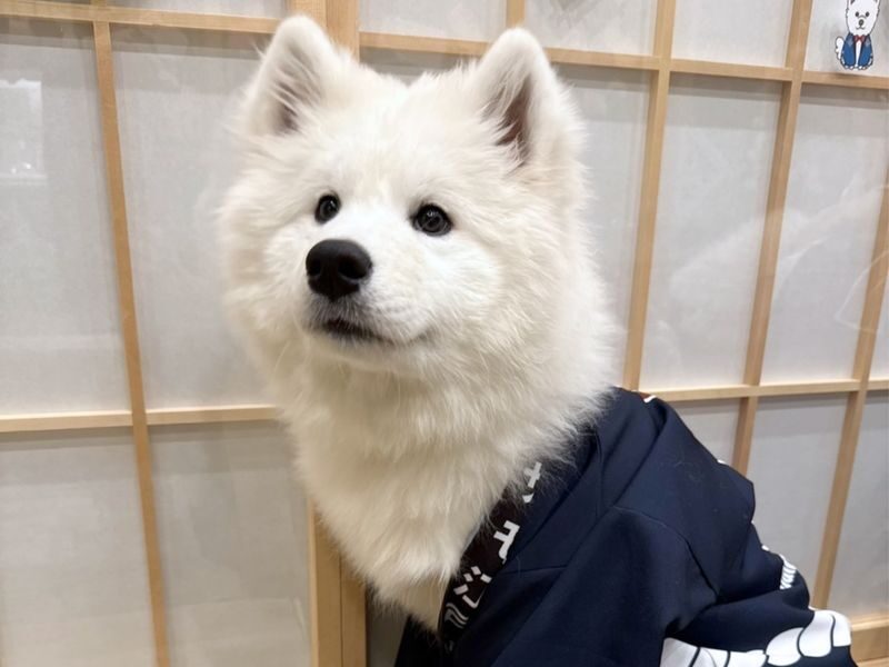 Samoyed in Harajuku: The Fluffiest Spot on Takeshita Street Play Now - What the dogs may be like