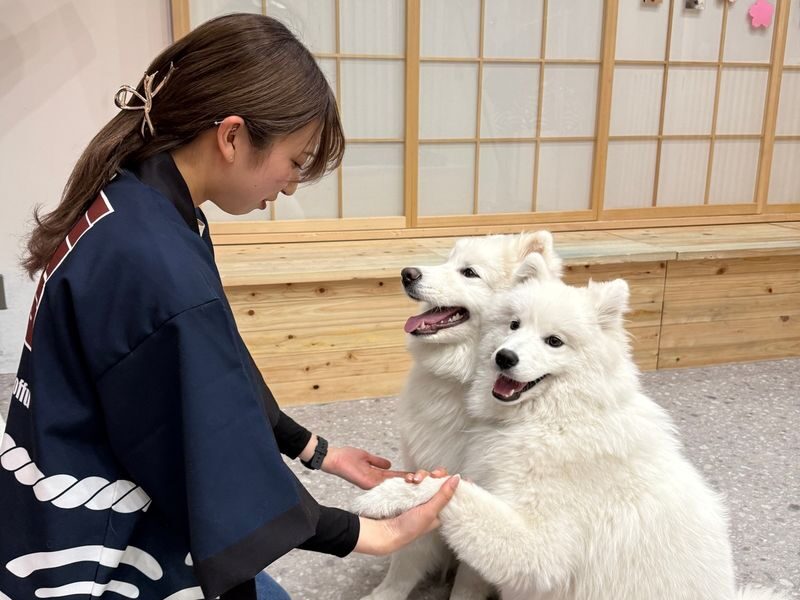Samoyed in Harajuku: The Fluffiest Spot on Takeshita Street Play Now - Drinks, photos, and what the ticket covers