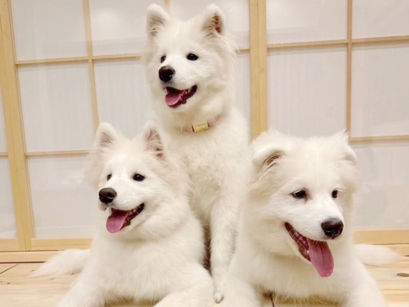 Samoyed in Harajuku: The Fluffiest Spot on Takeshita Street Play Now - Is $23.99 good value?