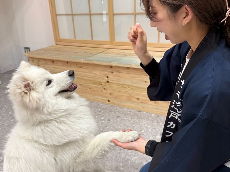 Samoyed in Harajuku: The Fluffiest Spot on Takeshita Street Play Now - Getting there and preparing well