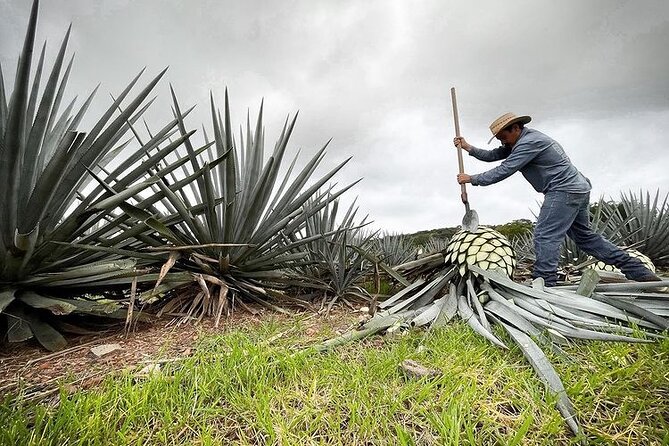 Sample Tequila in Its Namesake Town of Jalisco on This Tour.  - Guadalajara - Background