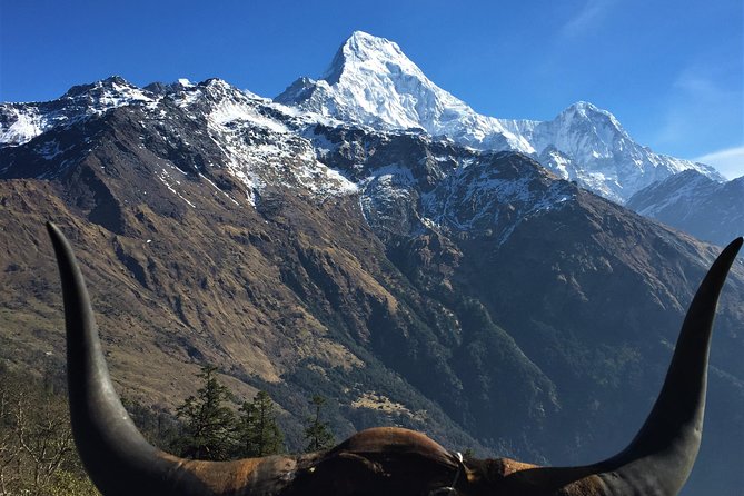Samsara Trekking: Annapurna Serenity - 7 Days - Enjoy Lunch and Dinner