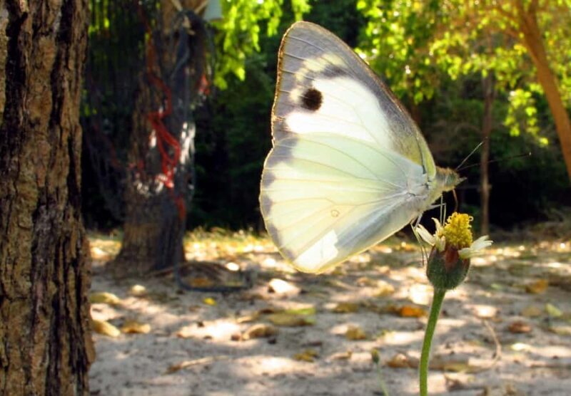 Samui: Angthong National Marine Park Day Trip by Speedboat - The Sum Up