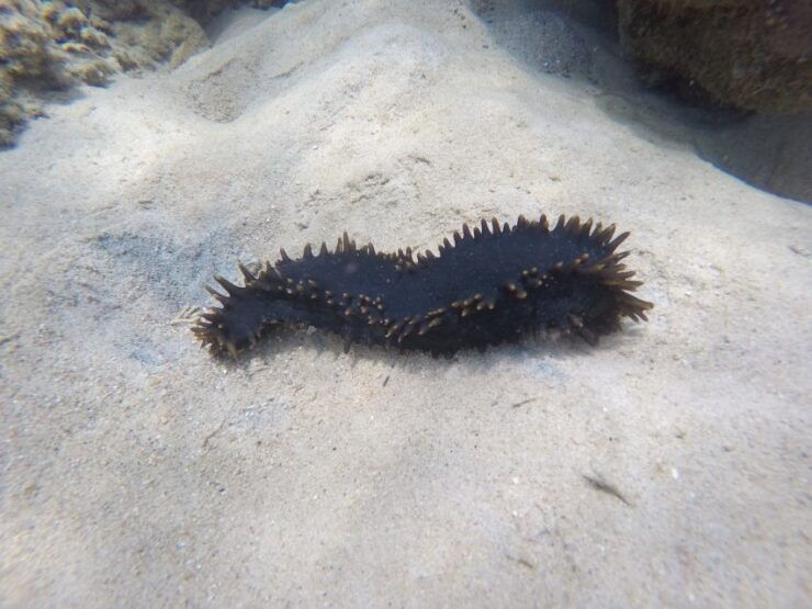 Samui: Angthong National Marine Park Day Trip by Speedboat - Activity Details