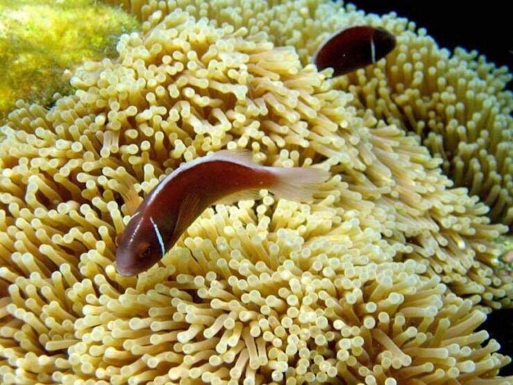 Samui: Angthong National Marine Park Day Trip by Speedboat - Experience Highlights