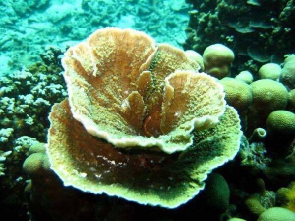 Samui: Angthong National Marine Park Day Trip by Speedboat - Common Questions