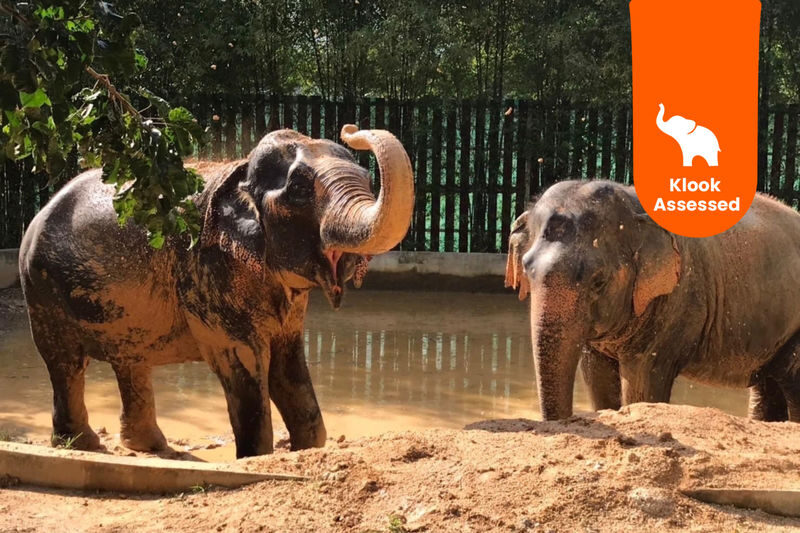 Samui Elephant Home Half Day Caring Experience - What makes this visit different