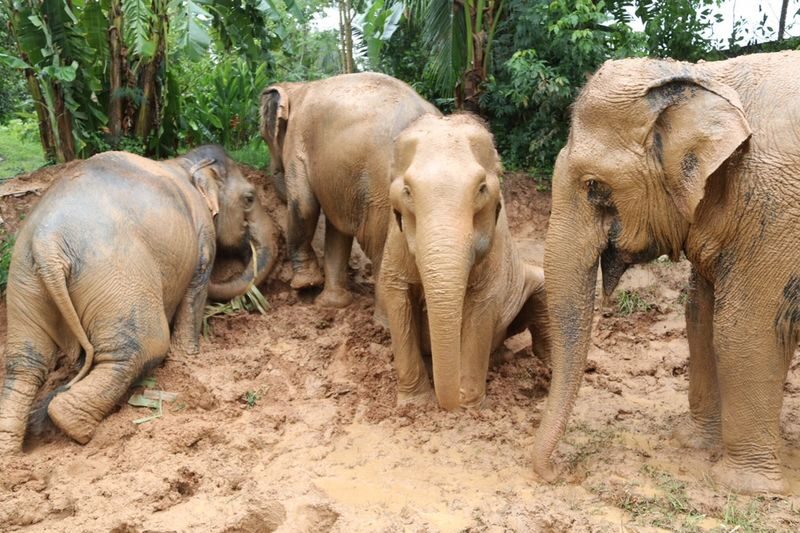 Samui Elephant Home Half Day Caring Experience - Cooling off with water, mud, or a brush