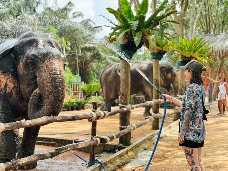 Samui Elephant Home Half Day Caring Experience - How the timing and transfer work