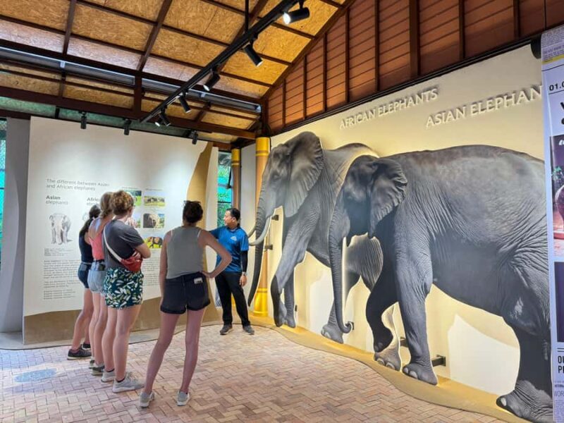 Samui: Elephant Home Sanctuary and the first elephant museum - Good To Know