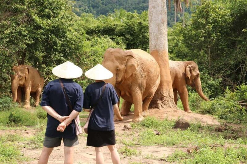 Samui: Elephant Home Sanctuary and the first elephant museum - Introduction