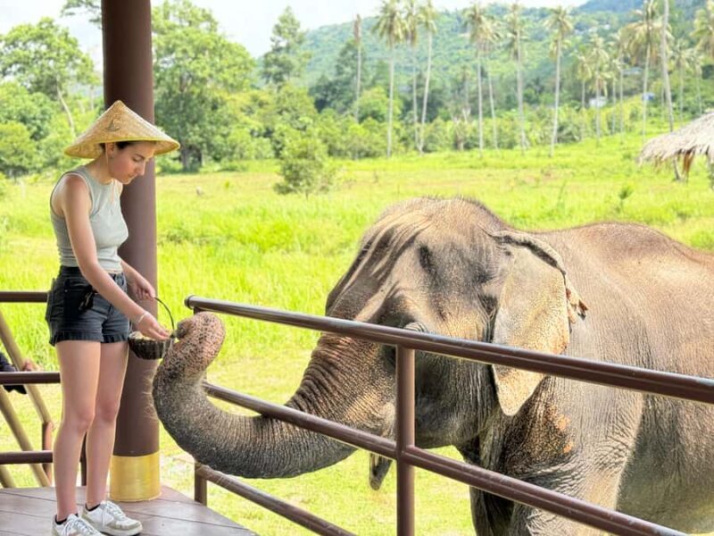 Samui: Elephant Home Sanctuary and the first elephant museum - What Makes This Tour Special?