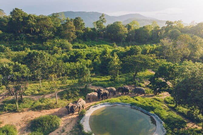 Samui Elephant Kingdom Ethical Sanctuary and Skywalk Tour - An Honest Look at the Experience