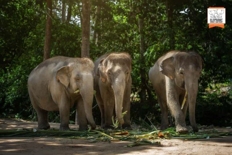 Samui: Elephant Sanctuary Tour - Jungle Walk & Swim - An In-Depth Look at the Elephant Jungle Sanctuary Experience